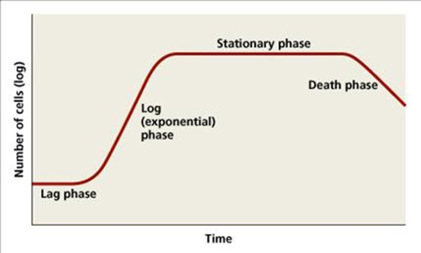 <p>"flat" period of adjustment, enlargement; little growth</p>
