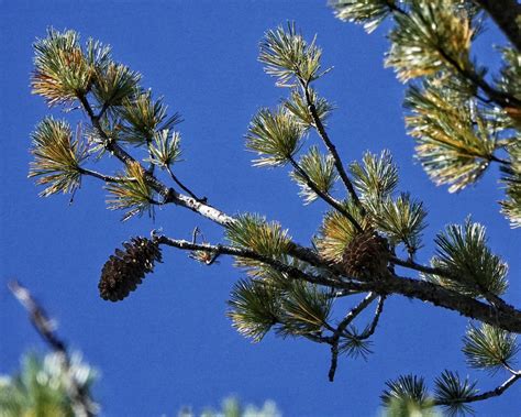 <p>Pinus monticola </p>