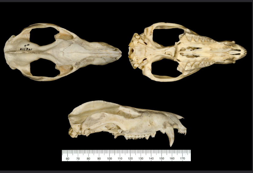 <p>What is the name and taxonomy of the species?</p>