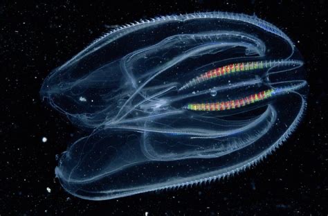<p>Mnemiopsis leidyi </p>