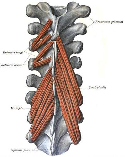 <ul><li><p>deep layer:</p><ul><li><p>transversospinals:</p><ul><li><p>semispinalis</p></li><li><p>multifidus</p></li><li><p>rotatores</p></li></ul></li></ul></li></ul><p></p>