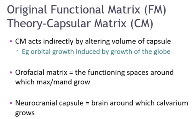 <ul><li><p>CM acts indirectly by <strong>altering volume of capsule</strong></p></li><li><p><strong>Orofacial matrix</strong> - the functioning spaces around which <strong>max/mand grow</strong></p></li><li><p><strong>Neurocranial capsule </strong>- brain around which <strong>calvarium</strong> grows </p></li></ul><p>by altering the volume of the capsules </p>