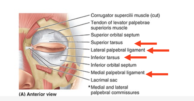 <ul><li><p>medial = connects tarsi to medial margin of orbit</p><ul><li><p>between nose &amp; medial angle of eye</p></li></ul></li><li><p>lateral = attaches tarsi to lateral margin of orbit</p></li></ul><p></p>