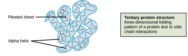 <p>tertiary structure</p>