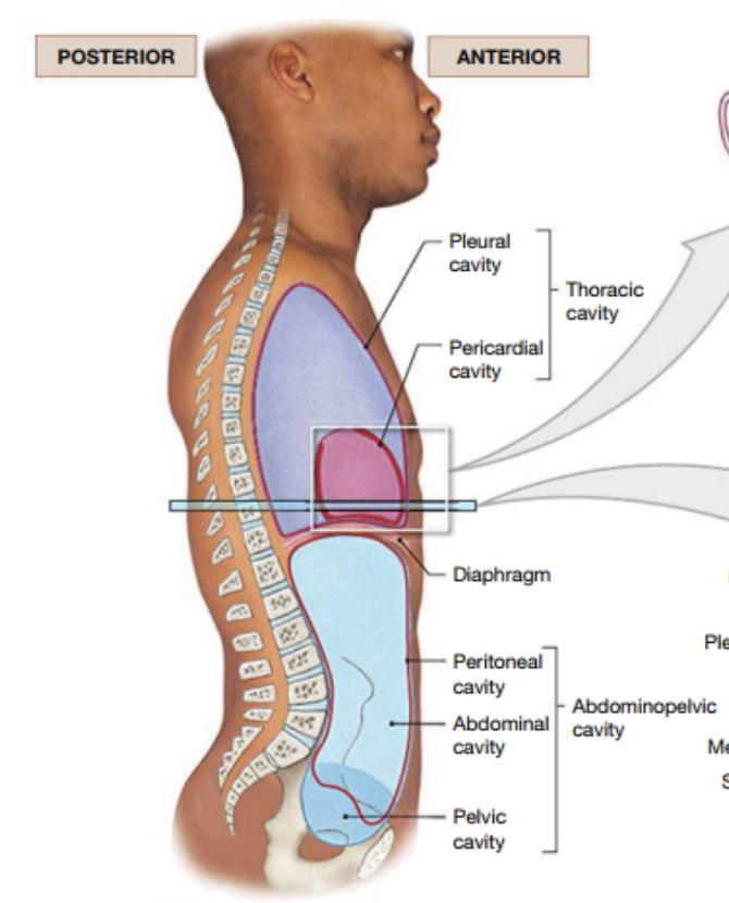 <p>Diaphragm</p>