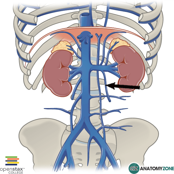 <p>Identify the structure indicated by the arrow</p>