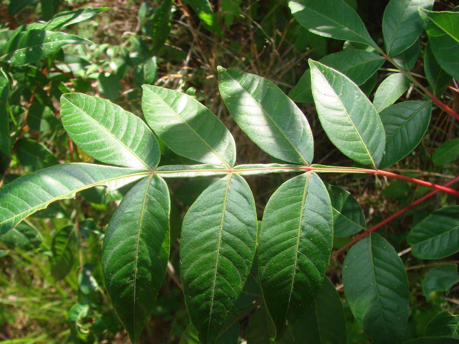 <p>•</p><p>Key Characters:</p><p>•</p><p>Winged rachis</p><p>•</p><p>Glossy leaves</p>