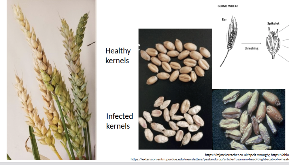 <p><span>premature bleaching of the cereal head (ear) and shriveled and discolored kernels</span></p>