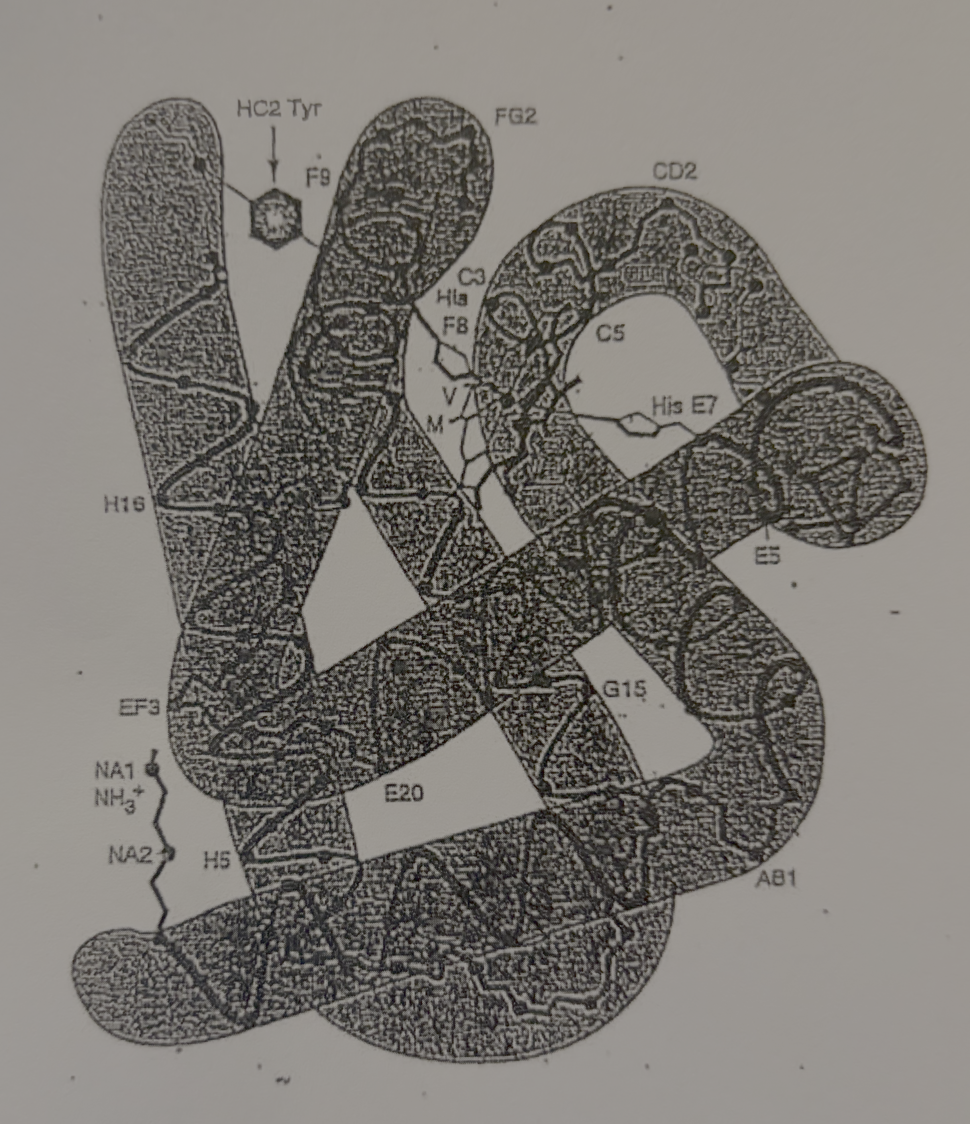 <ul><li><p>myoglobin is a storage protein that <strong>stores oxygen in the muscle cells</strong></p></li><li><p>myoglobin has a very <strong>high oxygen affinity</strong></p><ul><li><p>myoglobin’s <strong>oxygen affinit</strong>y is <strong>NOT</strong> affected by <strong>pH</strong> or <strong>CO<sub>2</sub></strong> fluctuations</p></li><li><p>has a <strong>hyperbolic oxygen-binding curve</strong></p></li></ul></li><li><p>has a <strong>heme</strong></p></li><li><p>has <strong>1 subunit</strong> made up of <strong>8 alpha-helix </strong>structures</p></li><li><p>contains two histidine (an amino acid) on opposite sides of the heme plane (one distal histidine and one proximal histidine)</p></li><li><p><strong>proximal histidine</strong> is <strong>directly</strong> bonded to (and <strong>anchors</strong>) the <strong>Iron</strong> at the center of the pyrrole ring heme structure</p><ul><li><p>the proximal histidine <strong>pulls the iron into the plane of the heme</strong> when <strong>oxygen binds</strong> to the iron</p></li></ul></li><li><p><strong>distal histidine</strong> forms a <strong>hydrogen bond</strong> with the bound <strong>O<sub>2</sub></strong> molecule to stabilize it</p><ul><li><p>distal histidine helps <strong>control access</strong> to the heme by other gases (it acts as a “<strong>gate</strong>” to the heme)</p></li><li><p>Ex. carbon monoxide should not be let in because it is toxic, even though it wants to bind to the heme’s iron</p></li></ul></li><li><p>153 amino acids long</p></li><li><p>myoglobin will <strong>release oxygen</strong> when the <strong>partial pressure of oxygen drops</strong> in the muscles (during muscle contraction, heavy exercise, or when blood flow is restricted)</p></li></ul><p></p>