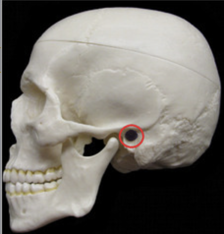 <p>what is the name of this bone?</p>