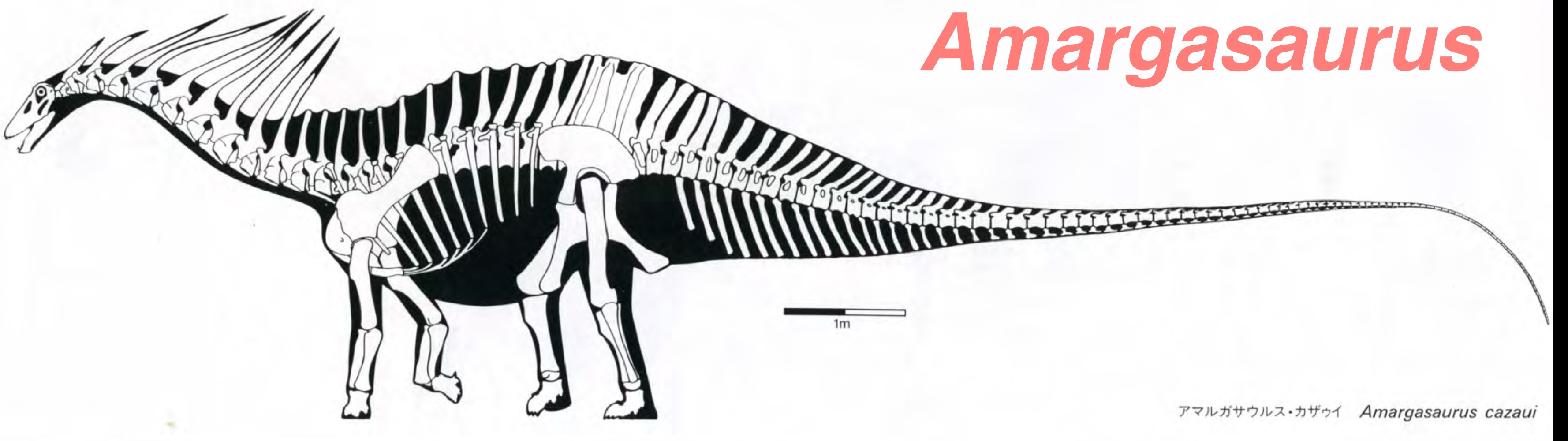 <p>Amargasaurus and Pilmatueia faundezi (Sauropoda)</p>
