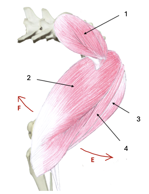 <p>What muscle group is this?</p><p>What muscles are these?</p>