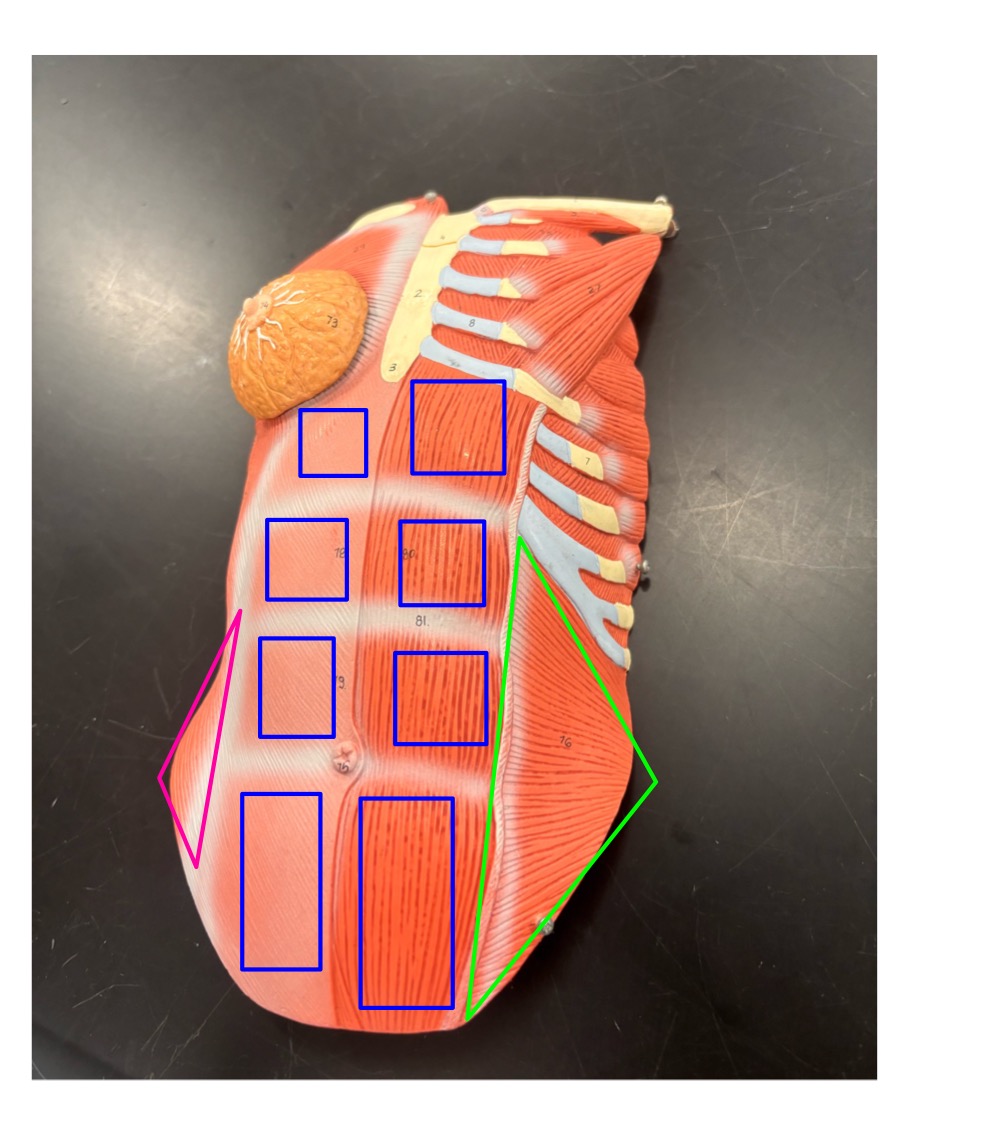 <p>name the muscle outlined in pink and its function</p>