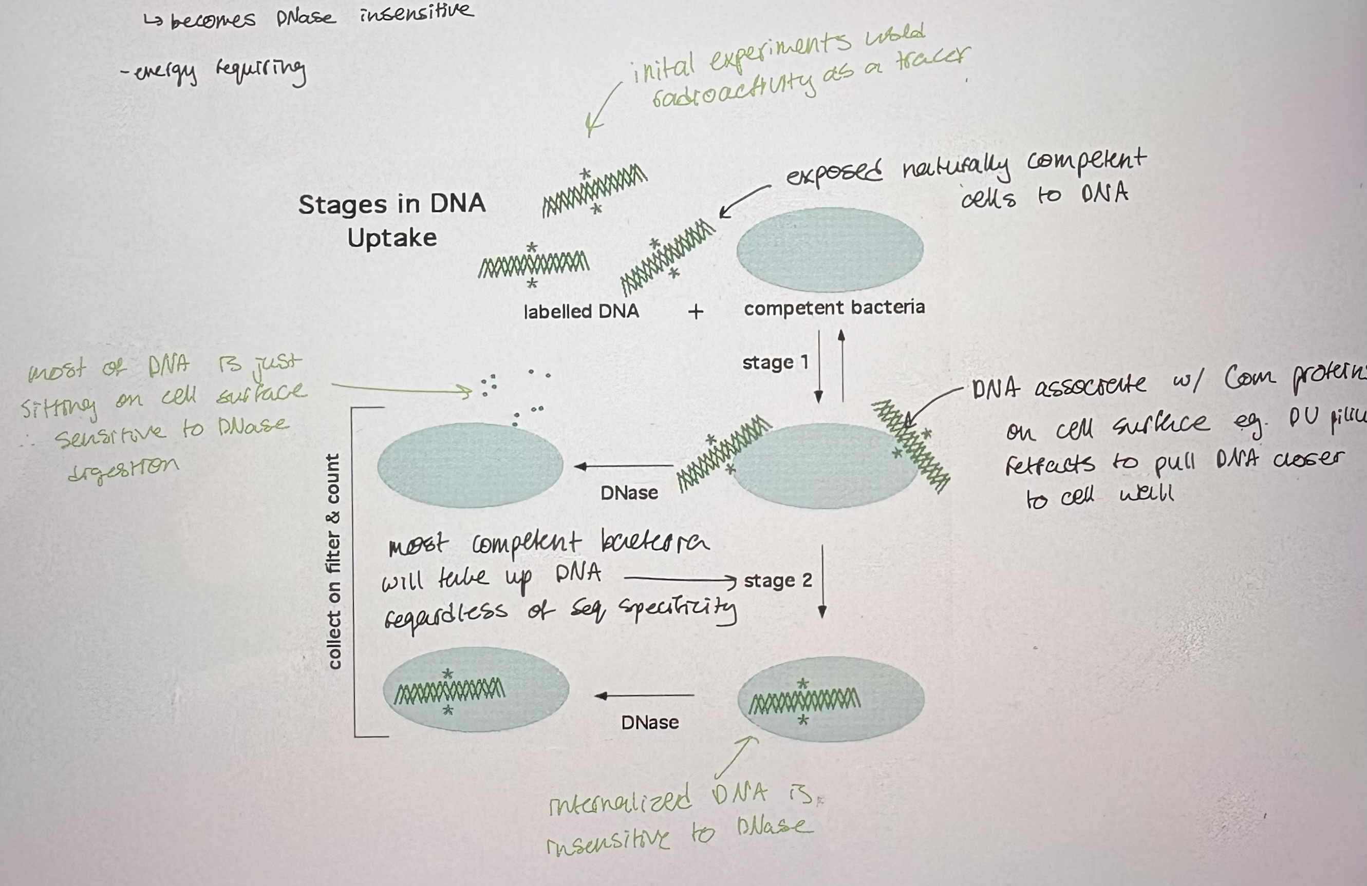 <p>- Uptake of free DNA from environment </p><p>- recipient bacterial cell aquires DNA from environment (comes from dead bacteria)</p><p>- bacteria takes up linear DNA &amp; fate of DNA is:</p><ul><li><p>Degradation = if no sequence homology </p></li><li><p>Integration into bacterial chromosome = if there is sequence similarity/homology </p></li></ul><p>- Transformant carries new DNA from related donor</p><p>- first demonstration = Griffith’s transforming principle</p><p>- R Streptococci (avirulent) acquire TRANSFORMING PRINCIPLE from S Streptococci (virulent) → allows them to infect &amp; kill mice</p><ul><li><p>Used Streprococcus spp. = rare naturally cometent species </p></li><li><p>Showed an abiotic factor can “transform” a nondisease causing strain into disease causing = later shown that DNA was the transforming principle </p></li></ul><div data-type="horizontalRule"><hr></div><p>1. Detection: require a phenotype that can be selected for/against</p><p>2. Competence: the ability to take up DNA from environment </p><p>- special state of bacteria in which they can take up exogenous DNA</p><p>- influenced by growth state, medium</p><p>- species variable</p><p>- Involves: </p><ul><li><p>cell wall changes</p></li><li><p> encode &amp; express Com proteins to induce natural competence </p></li><li><p>CSF (competence specific factor): is produced at high cell densities → helps convert other cells to competence (indirect activation of Com proteins which activate natural competence)</p></li></ul><p>3. DNA uptake: 2 steps → revealed by DNase sensitivity experiments (see pic)</p><p>- i) Reversible binding to cells: </p><ul><li><p>requires dsDNA to bind to competence receptors </p></li><li><p>DNA is still be extracellular → can be washed off, sensitive to DNase </p></li></ul><p>- ii) irreversible interaction </p><ul><li><p>DNA passes across cell memb; becomes DNase insensitive</p></li><li><p>energy requiring </p></li></ul><p></p>