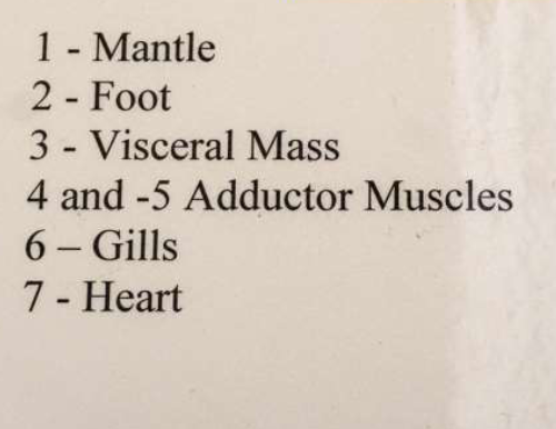 <p>Phylum: Mollusca, Class: Bivalvia-</p><p>Clam model</p>