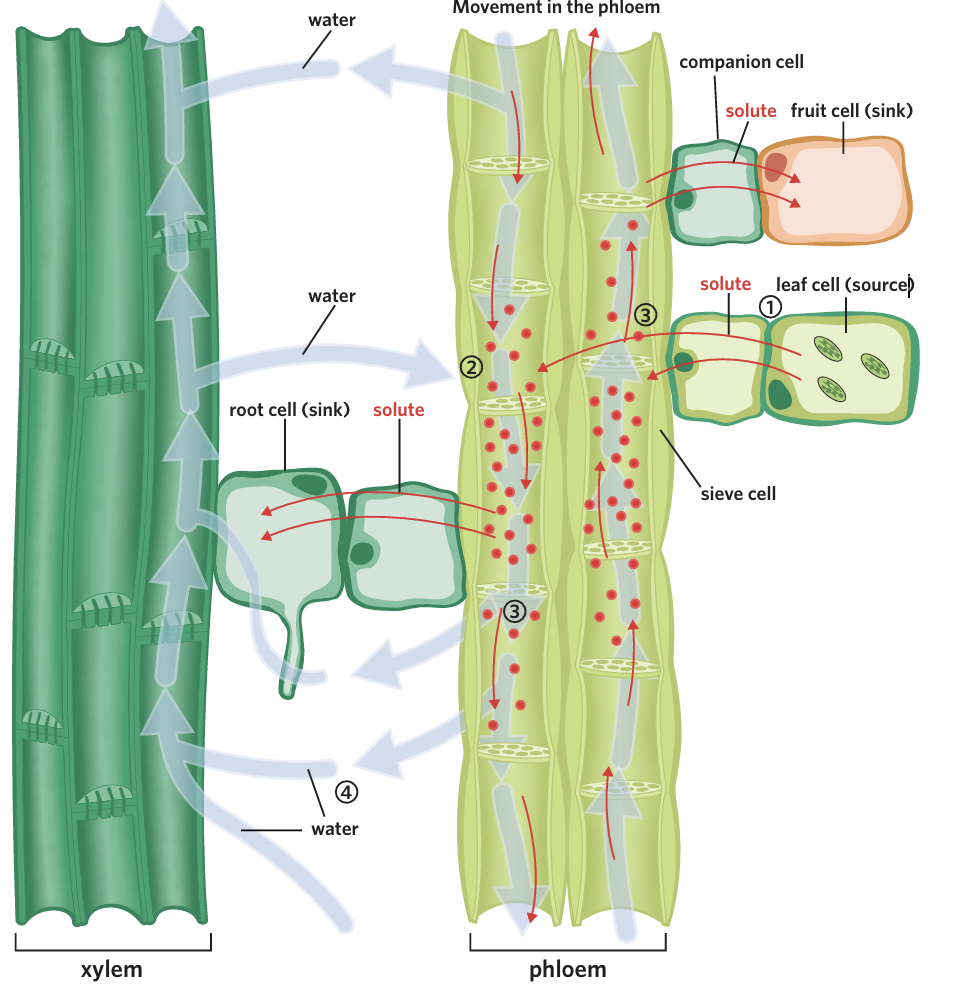 <p><span>what happens in the fourth step of the translocation of glucose?</span></p>
