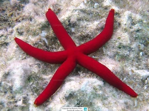 <p>Purple starfish</p><p>- Can grow up to 50 cm</p><p>- Brightly coloured ranging from red to orange and dark purple</p><p>- 5 long cylindrical, blunt tipped arms</p><p>- Rough texture</p><p>- Each side of the arms has a double row of short blunt spines and a single row of "club shaped" spines</p>