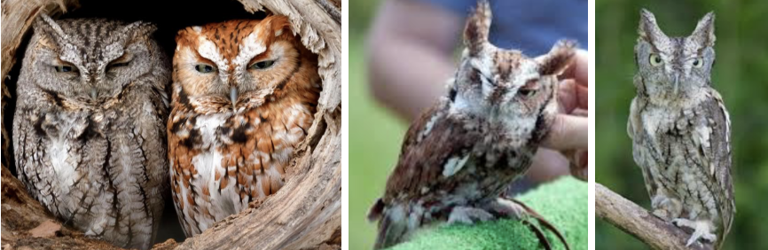 <ul><li><p><span style="background-color: transparent;"><strong>Habitat:</strong> almost any habitat with sufficient tree cover, need tree cavities, fair open understories preferred, can still live in farmland, suburban landscapes, and city parks</span><span>&nbsp;</span></p></li><li><p><span style="background-color: transparent;"><strong>Diet:</strong> most kinds of small animals- birds, mammals, worms, insects, crayfish, tadpoles, frogs, and lizards, mammals- rats, mice, squirrels, moles, rabbits, occasionally bats</span></p></li><li><p><span style="background-color: transparent;"><strong>Characteristics:</strong> </span><span>robin sized (tiny)</span><span style="background-color: transparent;">, short, stocky, mostly gray or reddish-brown, patterned with complex bands and spots, almost no neck, large head, yellow eyes, </span><span>pointed often raised ear tufts</span><span style="background-color: transparent;">, round wings, short square tail</span></p></li></ul><p></p>