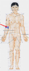 <p>Anterior surface of the elbow</p>