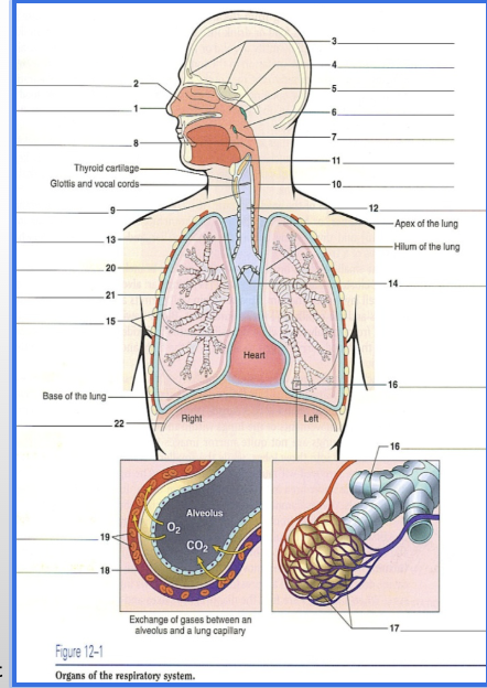 <p><span style="background-color: transparent; font-family: "Gill Sans", sans-serif;"><strong>STRUCTURES OF THE RESPIRATORY SYSTEM</strong></span></p>