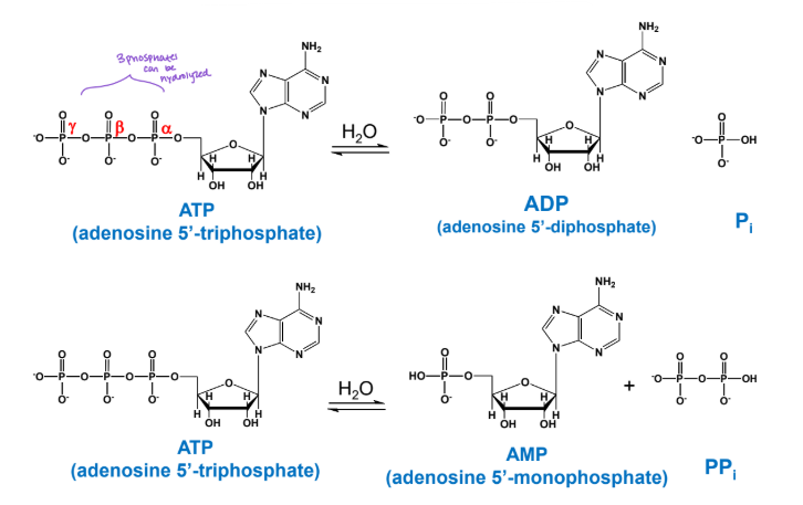 <p><strong><u>Hydrolysis of ATP</u></strong></p><ul><li><p>There are __ phosphates that can be hydrolyzed </p></li></ul><p></p>