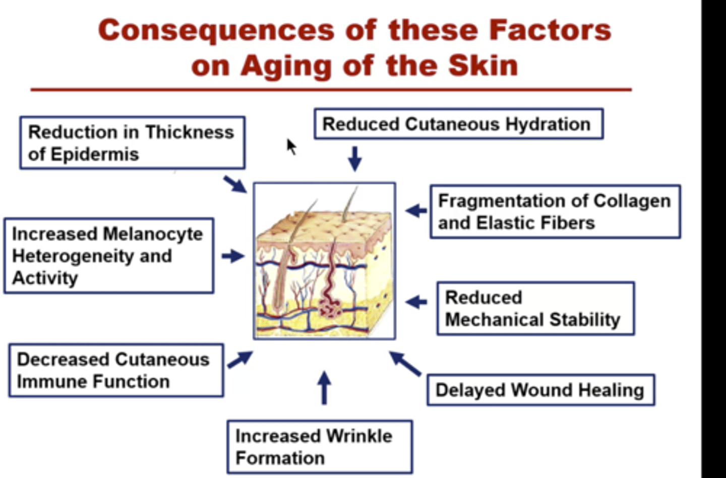 <p>aging caused by environmental factors</p>