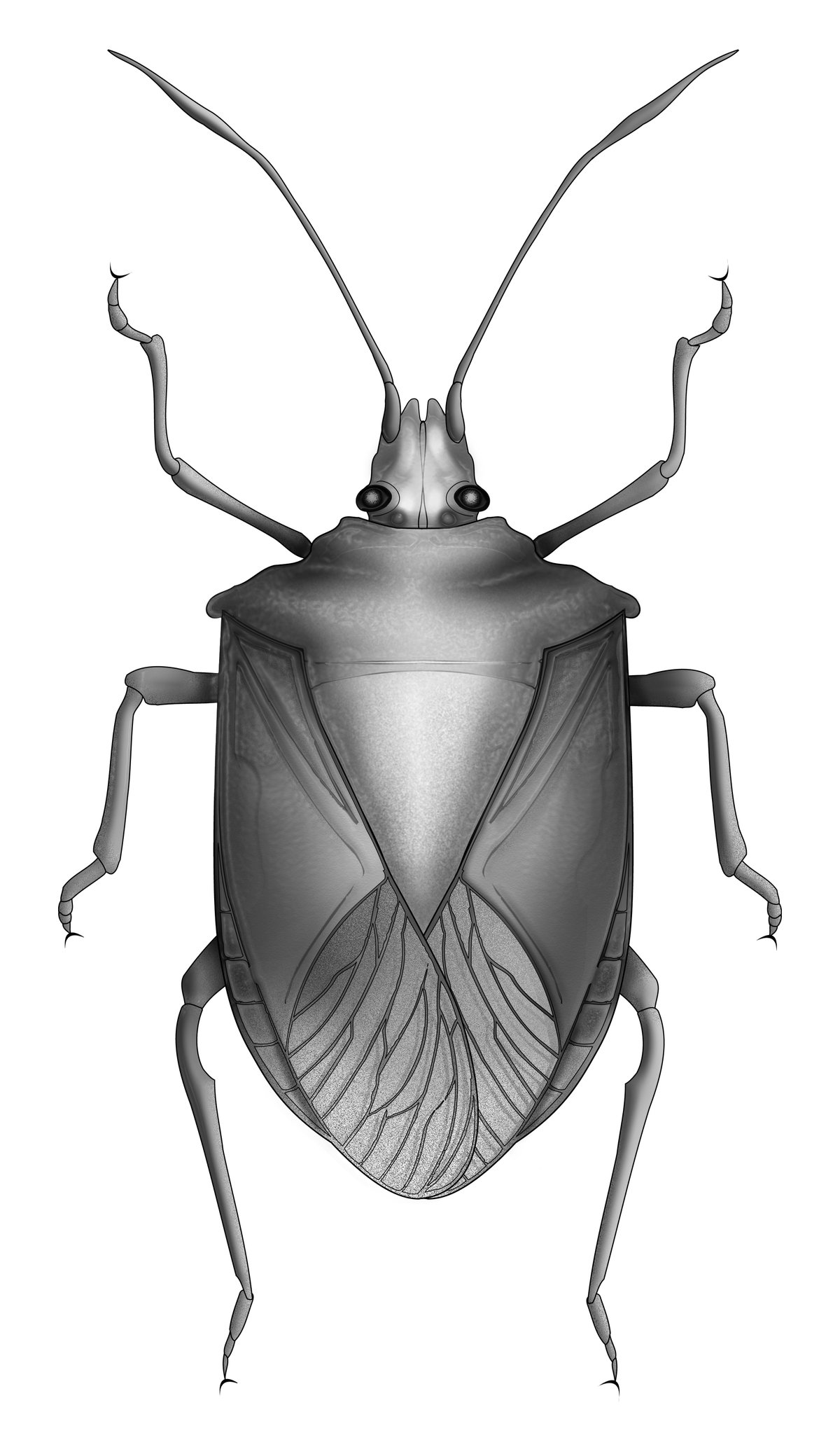 <p>this is a true bug in the order Hemiptera, we know this because of the triangular thorax, called a _________</p>