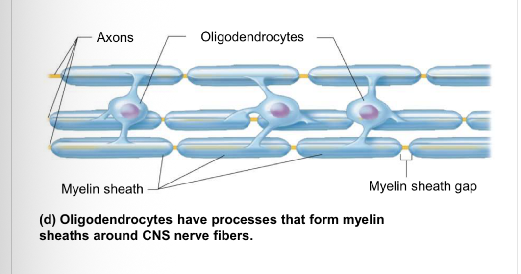 <p>branched cells with processes that wrap CNS nerve fibers forming insulating <strong>myelin sheaths</strong> in thicker nerve fibers</p>