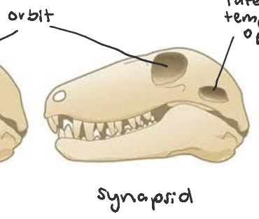 <p>skeleton with one post-orbital opening, the lateral temporal opening, found in mammals</p>