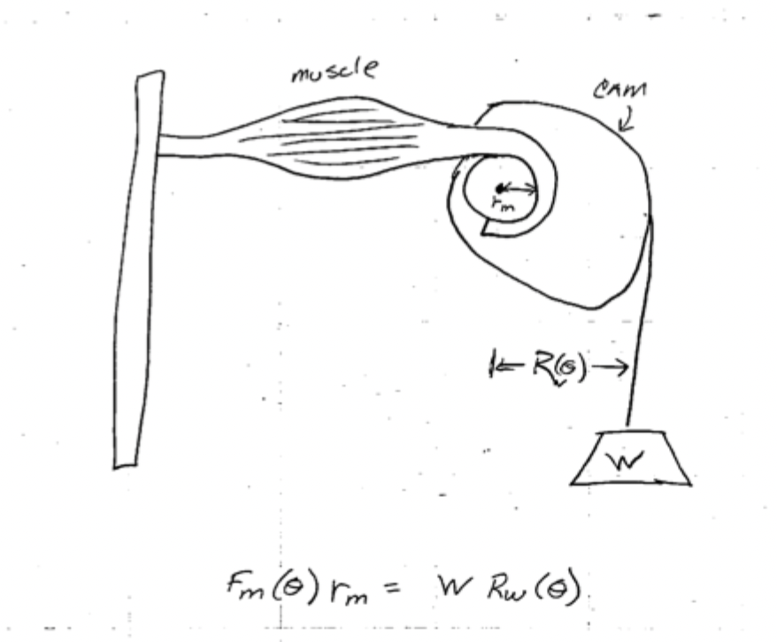 <p><span style="background-color: transparent;">like for gym bicep curl machines, device cam shape so that maximum force is exerted on the muscle during peak force-length. For active force, experience peak force at resting length, for passive, force increases with length.</span></p>