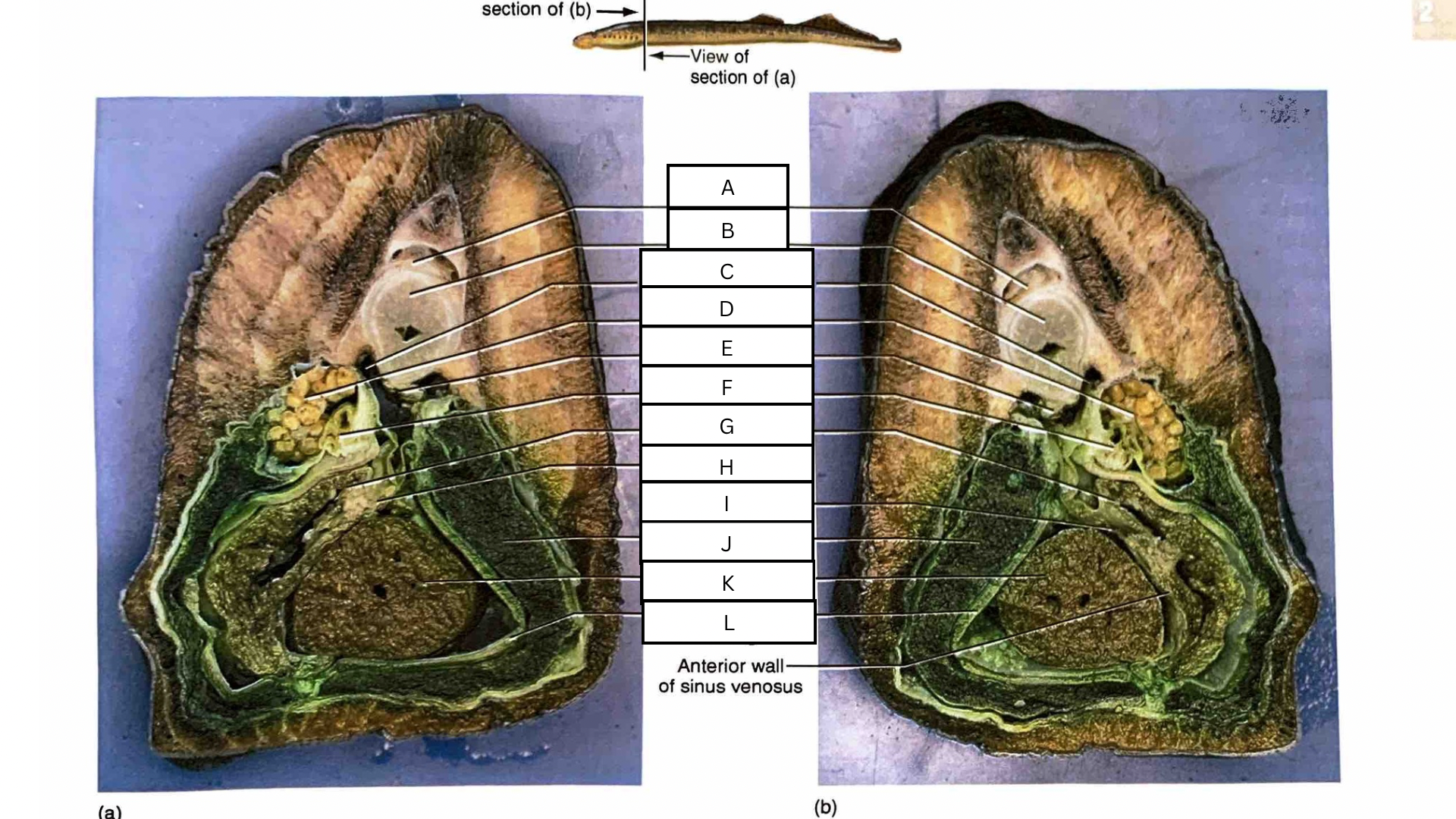 <p>What is J in the following diagram?</p>