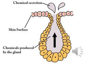 <ul><li><p>Secrete into ducts or tubes that lead to a body surface</p></li><li><p>Deliver their products directly to a specific site</p></li></ul><p></p>