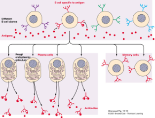 <p><span><strong>Antigen recognition: </strong></span><span style="background-color: white; font-family: "Helvetica Neue";">B cells patrol the body looking for extracellular antigens</span><span style="background-color: white; font-family: "Helvetica Neue";">. </span><span>When an antigen enters the body, one B cells will have a specific receptor to match. </span><span style="background-color: white; font-family: "Helvetica Neue";">When they detect their specific antigen,</span><span style="background-color: white;"> they recognize the antigen and bind to it</span><span style="background-color: white; font-family: "Helvetica Neue";"> they:</span></p><p><span>o</span><span style="font-family: "Times New Roman"; line-height: normal; font-size: 7pt;"> </span><span style="background-color: white; font-family: "Helvetica Neue";">Activate (with help from helper T cells)</span></p><p><span>o</span><span style="font-family: "Times New Roman"; line-height: normal; font-size: 7pt;"> </span><span style="background-color: white; font-family: "Helvetica Neue";">Differentiate into plasma cells </span><span style="background-color: white;">→</span><span style="background-color: white; font-family: "Helvetica Neue";"> these produce antibodies</span></p><p class="MsoListParagraph"><span style="font-family: "Times New Roman"; line-height: normal; font-size: 7pt;"> </span><span>When an antigen enters the body, one of the millions of different B cells will have a specific receptor to match.</span></p><p class="MsoNormal"><span style="font-family: Aptos, sans-serif;">-</span><span style="font-family: "Times New Roman"; line-height: normal; font-size: 7pt;"> </span><span>The B cell will recognize the foreign antigen and bind to it.</span></p><p class="MsoNormal"><span>-</span><span style="font-family: "Times New Roman"; line-height: normal; font-size: 7pt;"> </span><span>A Helper T cell is then needed to bind to the B cell to activate it.</span></p><ol type="1"><li><p><span><strong>Clonal expansion:</strong></span><strong> </strong><span>Once the B cell is activated, it replicates rapidly to produce large numbers of clone cells.</span><strong> </strong></p></li></ol><ol start="2" type="1"><li><p><span><strong>Differentiation:</strong></span><strong> </strong><span>Plasma cells (short lived) which produce a specific antibody to match the antigen. B-memory cells (long-lived).</span><strong> </strong></p></li></ol><p class="MsoListParagraphCxSpLast"><span style="font-family: "Helvetica Neue";">3.</span><span style="font-family: "Times New Roman"; line-height: normal; font-size: 7pt;"> </span><span><strong>Antigen elimination:</strong></span><strong> </strong><span>Plasma cells produce and secrete huge quantities of antibodies and release them into bodily fluids.</span> <span>These antibodies bind with antigens, forming an antigen-antibody complex, <s>.</s></span><span style="background-color: white; font-family: "Helvetica Neue";">Neutralising antigen, </span><span style="background-color: white; font-family: "Helvetica Neue";">Tagging it for destruction (by phagocytes)</span><span style="background-color: white; font-family: "Helvetica Neue";"> and </span><span style="background-color: white; font-family: "Helvetica Neue";">Clumping pathogens together for easier removal</span><span style="background-color: white; font-family: "Helvetica Neue";">.</span></p><ol start="4" type="1"><li><p><span><strong>Memory: </strong>Memory B cells live for many years, remaining in circulation.</span> <span>Now said to be immune to disease.</span></p></li></ol><p></p>