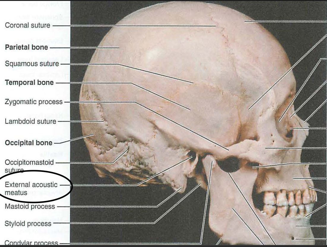 <p>ii. external acoustic meatus</p>