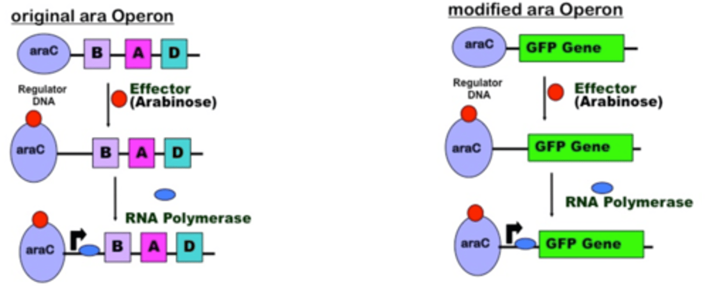 <p>araC, GFP, arabinose</p>