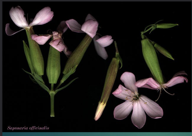 <p><span>three</span><br><span>flowers, center is</span><br><span>most mature</span></p>