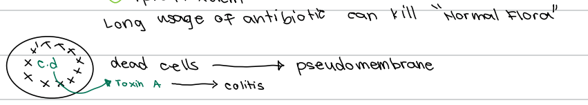 <p>d. Toxin A</p>