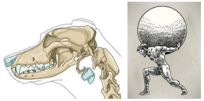 <p>Q: Derived from a Greek mythology character holding up the heavens, the first cervical vertebra (C1) is called the …… </p><p>A. Axis </p><p>B. Atlas </p><p>C. Epistropheus </p><p>D. Anticlinal</p>
