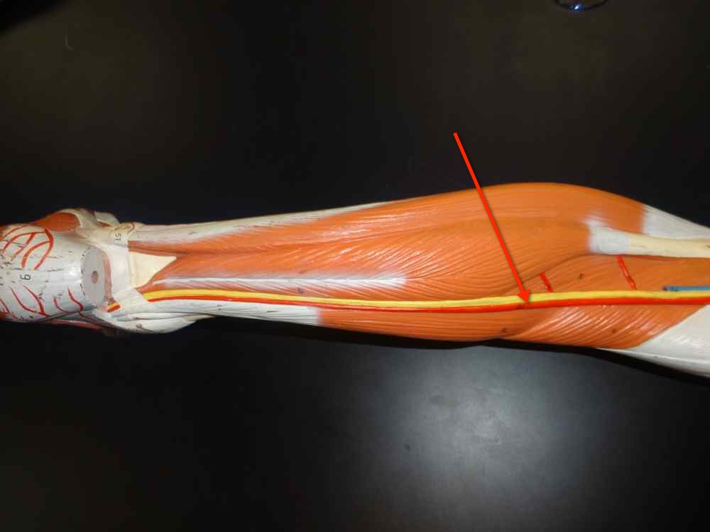 <p>Name the structure</p>