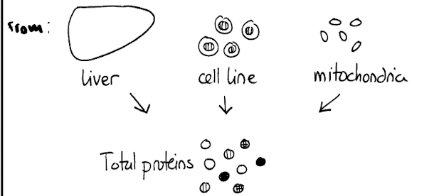 <ol><li><p>Isolating proteins</p></li></ol><p></p>