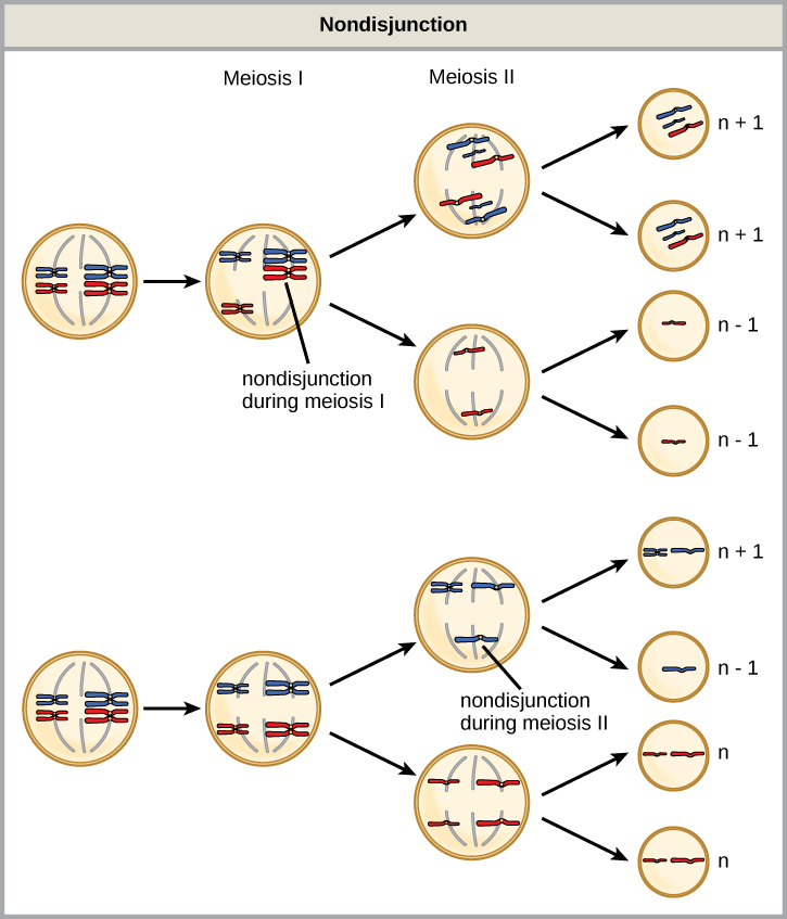 <p>the failure of chromosomes to separate during meiosis 1 or meiosis 2</p><ul><li><p>if it happens in meiosis 1, two daughter cells will have no chromosomes and two will have two</p></li><li><p>if it happens in meiosis 2, one daughter cell will have no chromosomes, one will have two, and the other two will have the normal amount of 1</p></li></ul><p></p>