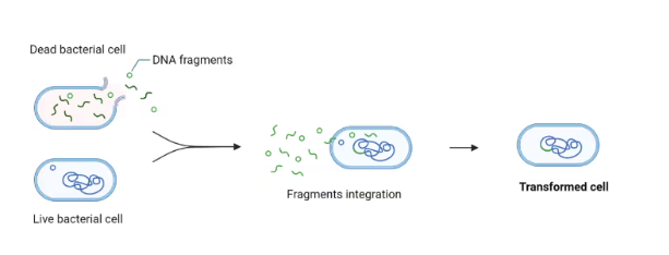 <p>-<span style="background-color: transparent;">&nbsp;Plasmid is emitted into the environment by bacteria and then can be endocytosed by different strains of bacteria.(</span>taken up through surface transport proteins by competent bacteria.)</p><p>-Cell lyses, releases DNA, transferred to other bacteria</p><p>-<span>The genetic modification of a bacterium by incorporation of free DNA from another ruptured bacterial cell</span></p><p></p>
