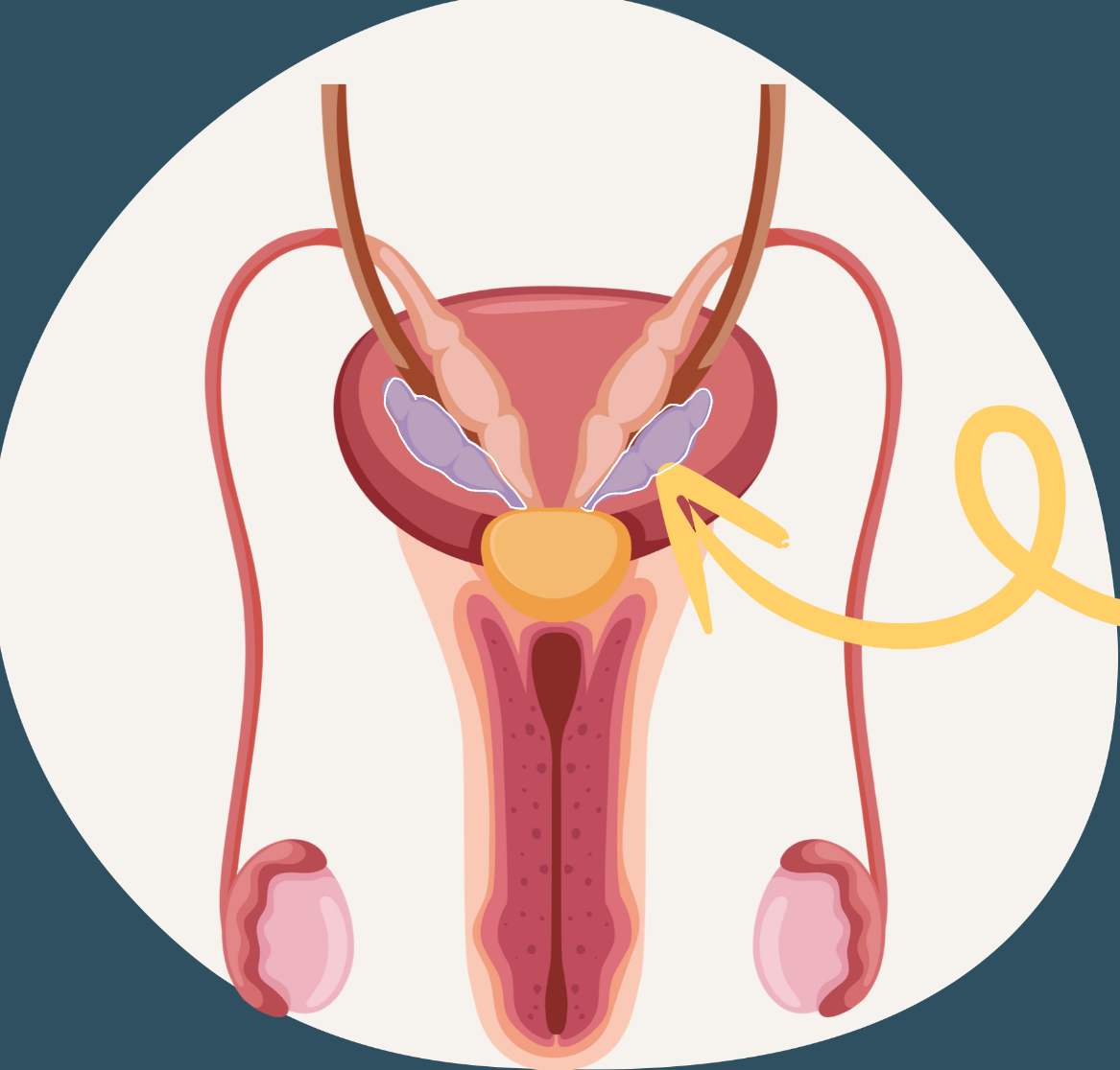 <p>sac-like pouches attached to the vas/ductus deferens</p><ul><li><p>produces a sugar-rich fluid that provides energy to sperm cells </p><ul><li><p>sperm cell motility: swimming</p></li></ul></li><li><p>sperm cells + sugar-rich fluid = semen</p><ul><li><p>remains in females ~5 days</p></li></ul></li></ul><p></p>