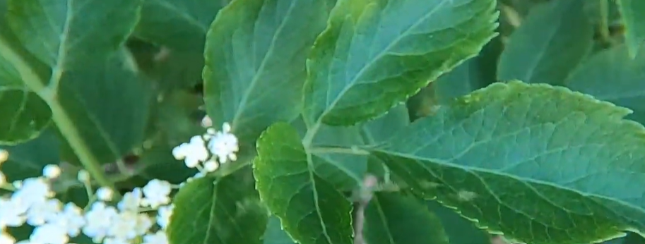 <p>blommorna i samma nivå. </p>