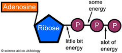 <p>compound used by cells to store and release energy</p>