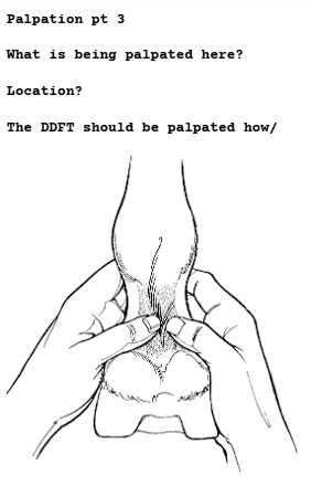 <p>Palpation of the Distal Limb (FL or HL)</p>