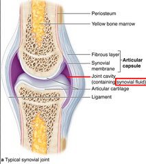 <p>synovial joints with free movement</p>