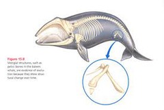 <p>Remnants from evolutionary past. Serves no function.</p><p>Ex: the human appendix or the hip bone of a whale.</p>