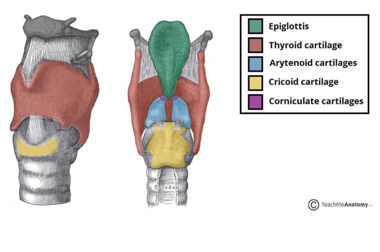 <ul><li><p>The Adam’s apple (Laryngeal Prominence) is from an enlargement in the thyroid cartilage!</p></li><li><p>The epiglottis keeps food from entering the airway</p></li><li><p>Unpaired: epiglottis, thyroid cartilage, and cricoid cartilage</p></li><li><p>Paired: Arytenoid cartilage and corniculate cartilage</p></li></ul><p></p>
