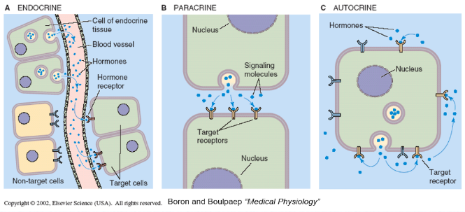 signaling molecules act on neighbouring or nearby cells